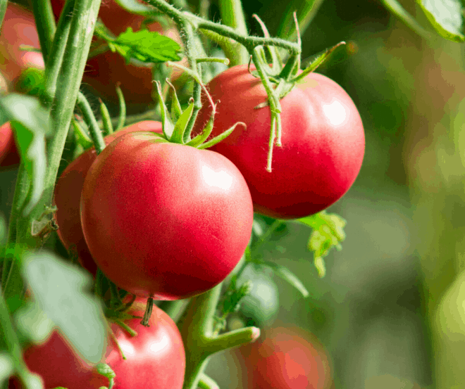 Green tomato plant with ripened red tomatoes