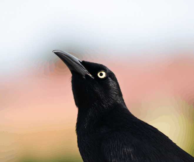 Carib Grackle Bird - solid black