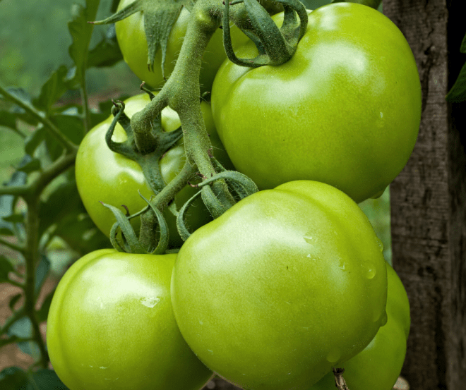 Green Tomatoes on Vine