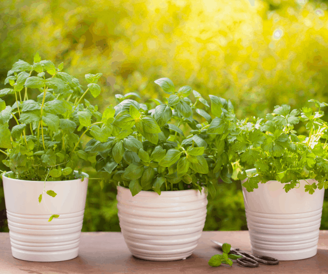 Growing Favorite Herbs in White Pots on Porch Ledge