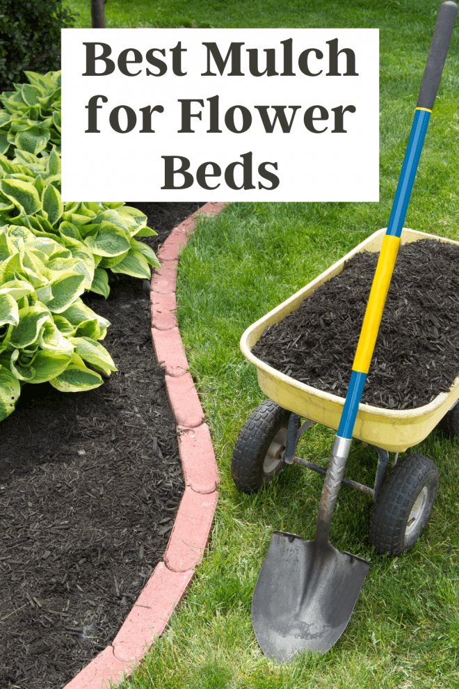 Best Mulch For Flower Beds - Hostas in flower bed, surrounded by black mulch