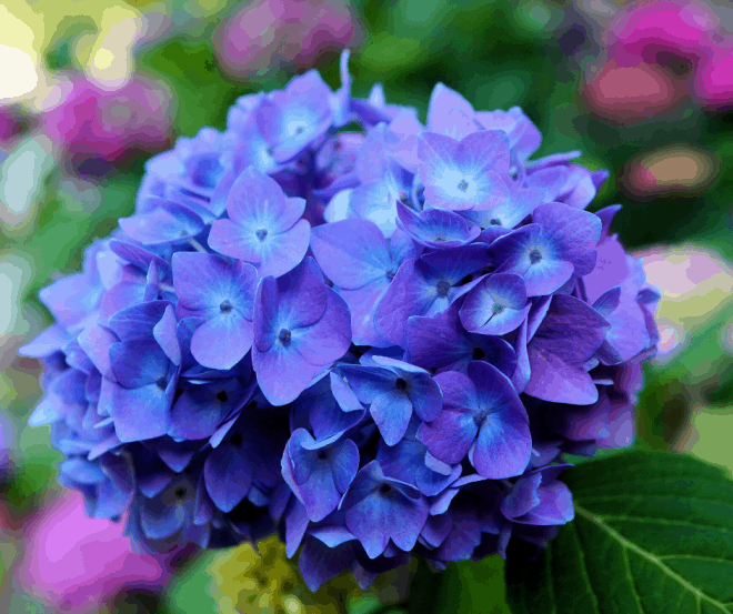 hydrangeas - perfect centerpiece for outdoor dining ideas