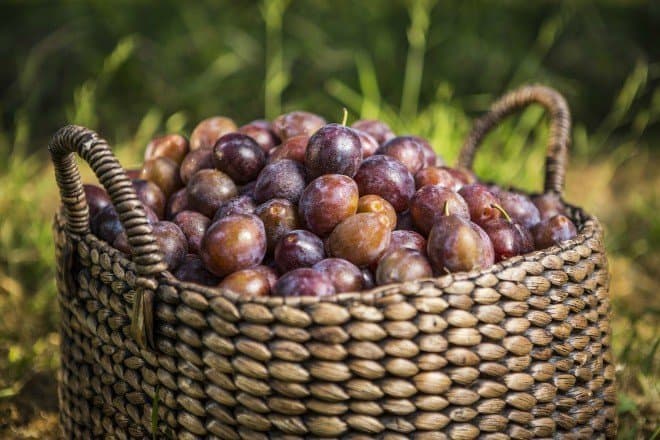 Eating Dried Plums Helps Bone Health