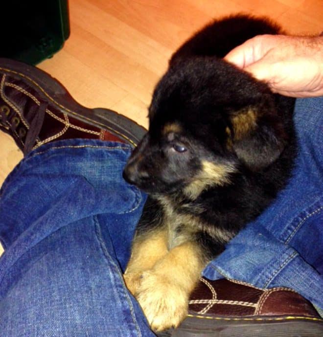 Baby Max - Max, the German Shepherd