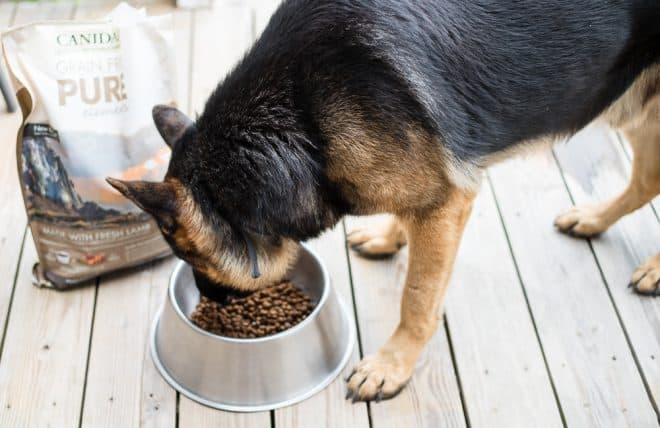 Update on Max - Eating his new dog food!