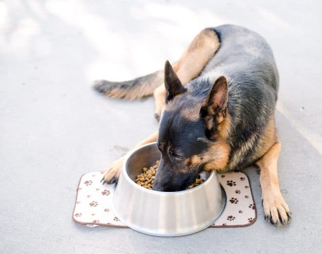 Max loves the new Purina Natural Dog Food