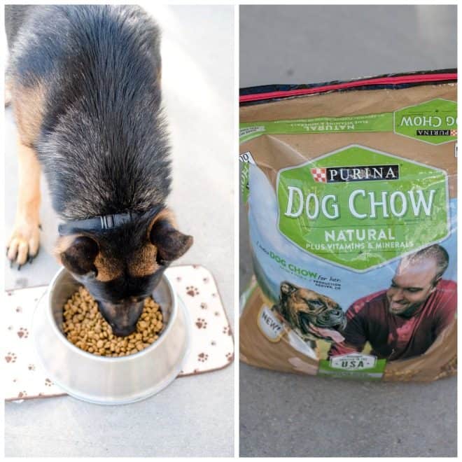 DIY Dry Doggie Shampoo and Purina Natural Dog Chow