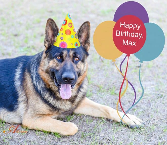 Surprise Birthday Party for Your Dog