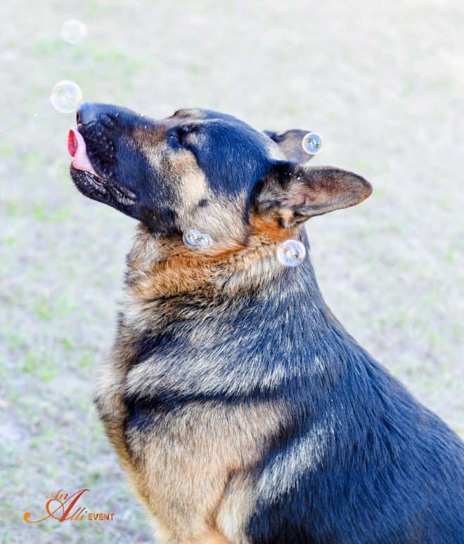 Surprise Birthday Party for Your Pooch