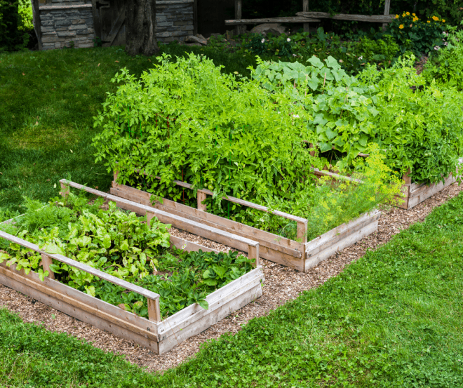 raised garden beds full of plants