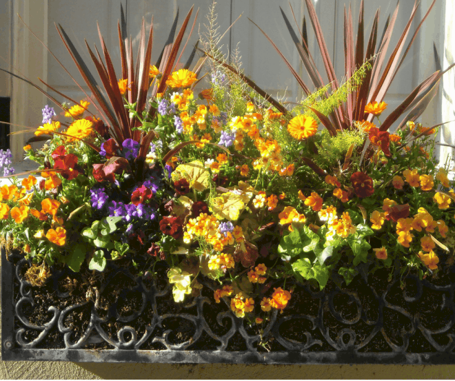 Beautiful Flower Filled Window Boxes