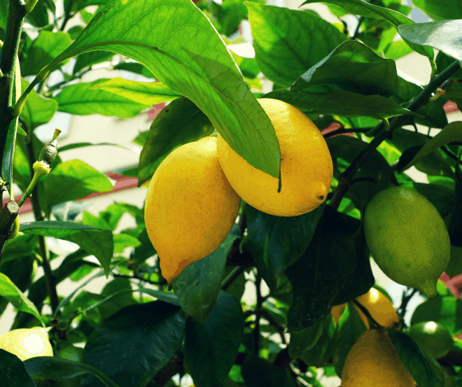 Growing Lemon Trees