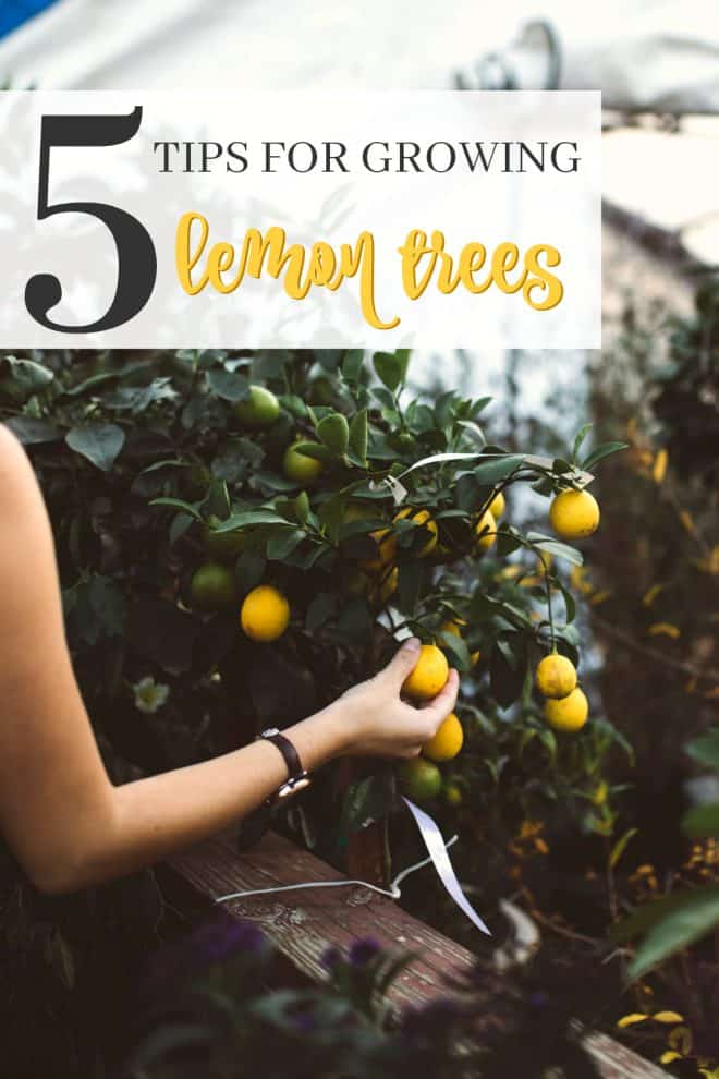 5 Tips to Growing Lemon Trees