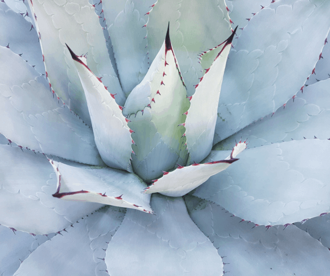 Beautiful Succulent Bouquets