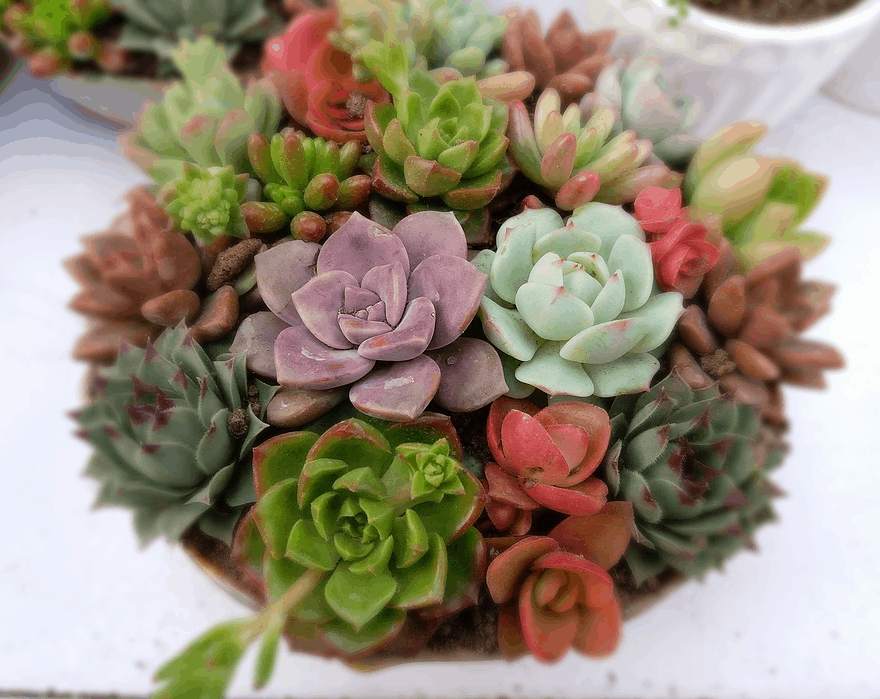 Succulent Bouquets Are Unique and Beautiful - An Alli Event