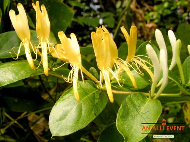 Honeysuckle Vine - Summertime Activities