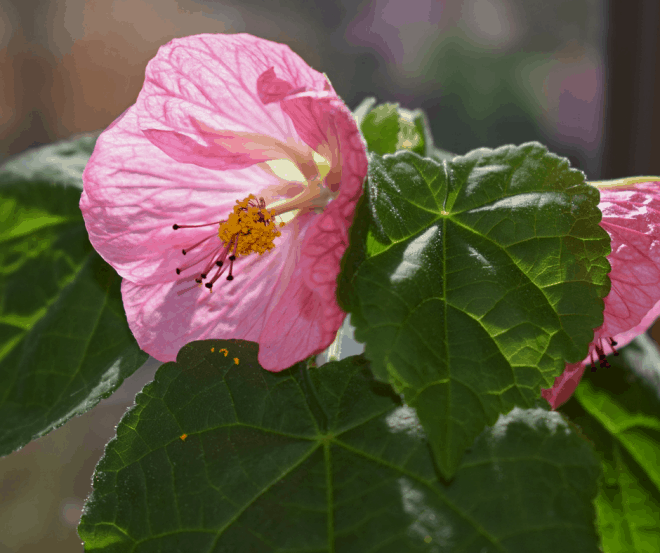 It is easy to self-water container plants while vacationing