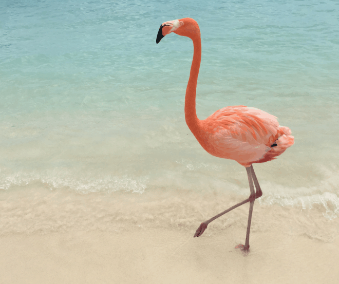 flamingo on beach 