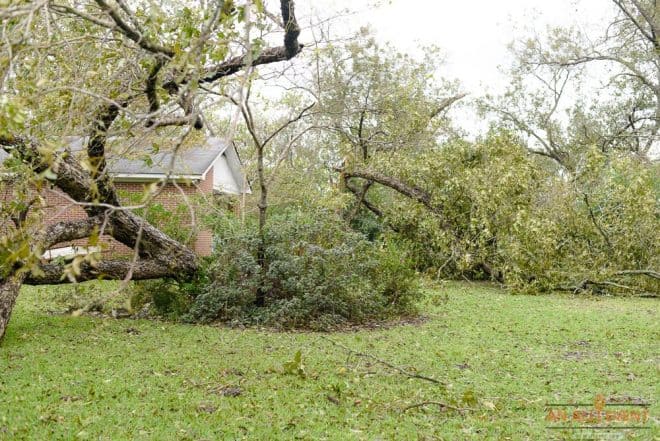 Trees Uprooted by Hurricane