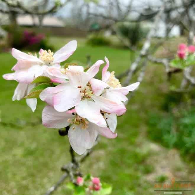 Dad's Flowers - Caring for Aging Parents from a Distance