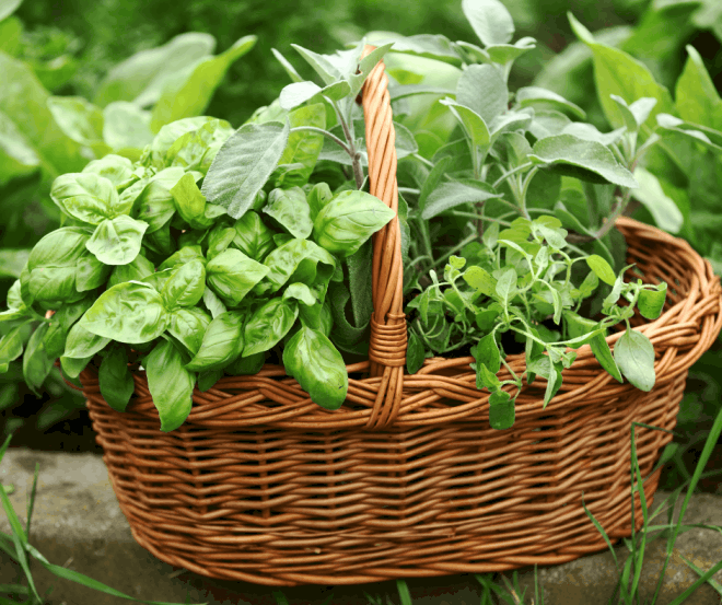 Tips on How to Grow a Herb Garden