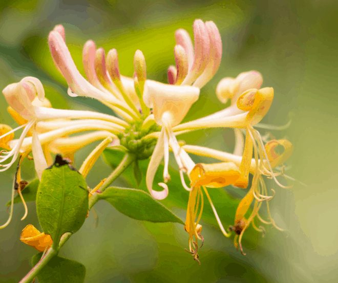 Honeysuckle Bloom