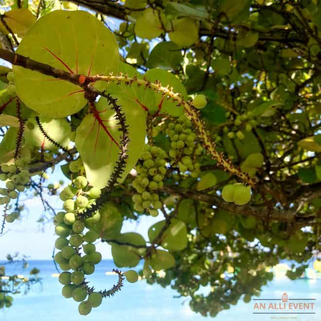 SeaGrapes on the beach - St. Lucia