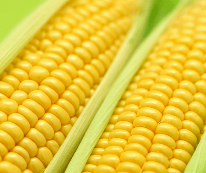 Fresh Corn On The Cob in husks