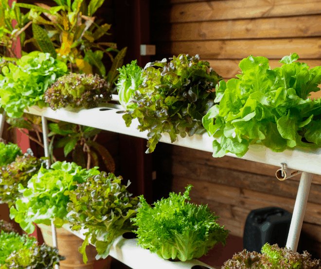 Hydroponics - Indoor Gardening