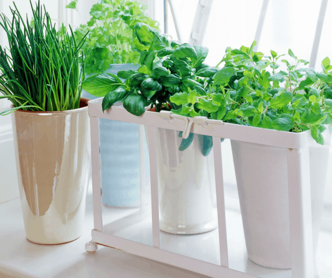 Herb Garden in bright window - Growing vegetables inside