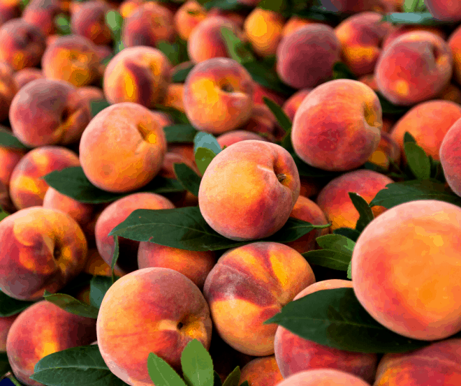 Freshly picked peaches piled up high